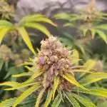 GMO Zkittlez F1 Reg. - Ethos genetics / Indoor