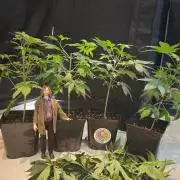 Sirius Black / WeedSeedsExpress / Indoor