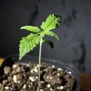 Rainbow Sherbert #11 / Kannabia / Indoor