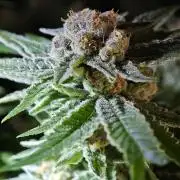 Pink Gelato / Kannabia / Indoor
