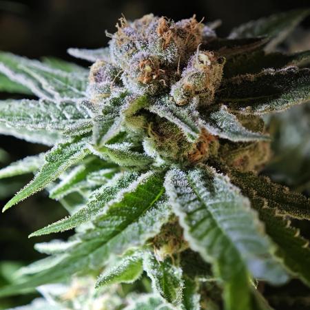 Pink Gelato / Kannabia / Indoor