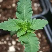 Sirius Black / WeedSeedsExpress / Indoor