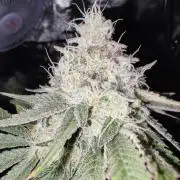 🌱 King Z — A Med. Bagseed Experiment 🌱