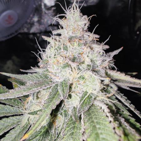 🌱 King Z — A Med. Bagseed Experiment 🌱