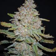 Rainbow Sherbert #11 / Kannabia / Indoor
