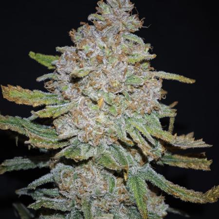 Rainbow Sherbert #11 / Kannabia / Indoor