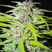 Frisian Dew / Outdoor 2025