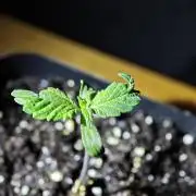 Pink Gelato / Kannabia / Indoor