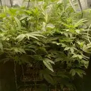 🌱 King Z — A Med. Bagseed Experiment 🌱
