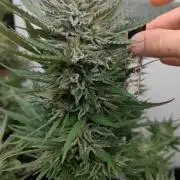 Sweet Seeds mashup / Outdoor 2025