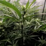 Rainbow Sherbert #11 / Kannabia / Indoor
