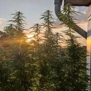 Frisian Dew / Outdoor 2025