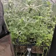 Strawberry Cola Sherbet F1 / Indoor 2025