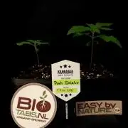 Pink Gelato / Kannabia / Indoor