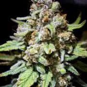 Rainbow Sherbert #11 / Kannabia / Indoor