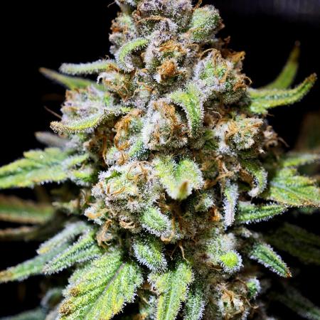 Rainbow Sherbert #11 / Kannabia / Indoor