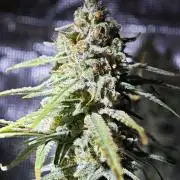 Rainbow Sherbert #11 / Kannabia / Indoor