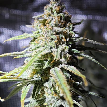 Rainbow Sherbert #11 / Kannabia / Indoor