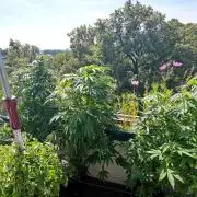 ☀️ Balcony Jungle 🌱 2026