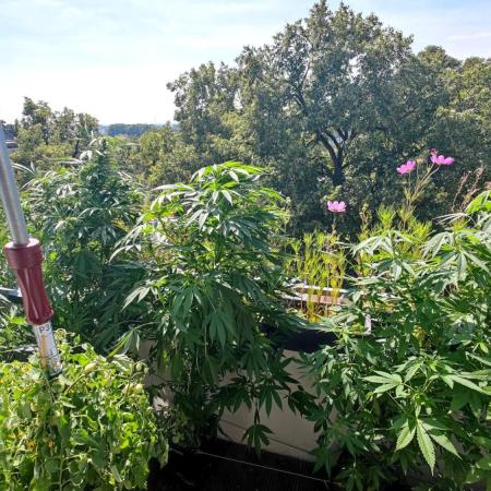 ☀️ Balcony Jungle 🌱 2026