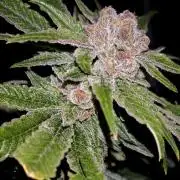 Pink Gelato / Kannabia / Indoor