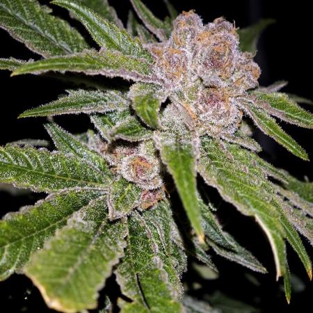 Pink Gelato / Kannabia / Indoor
