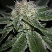 Pink Gelato / Kannabia / Indoor