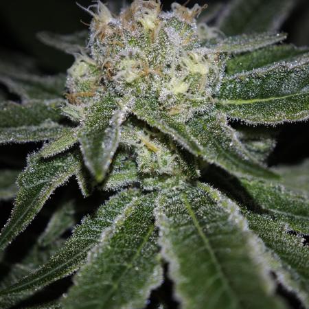 Pink Gelato / Kannabia / Indoor