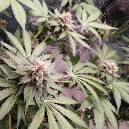 Purple Lemonade FF