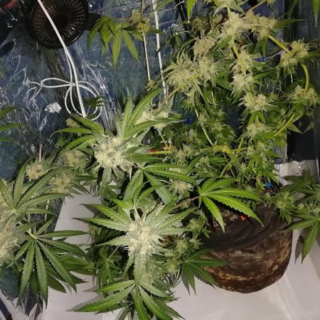 ORANGE SHERBET FF