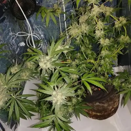 ORANGE SHERBET FF