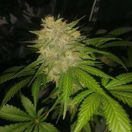 CBD + BLACKBERRY