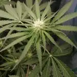 ORANGE SHERBET FF