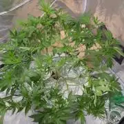 Sugar Cane (Slurricane x Platinum)