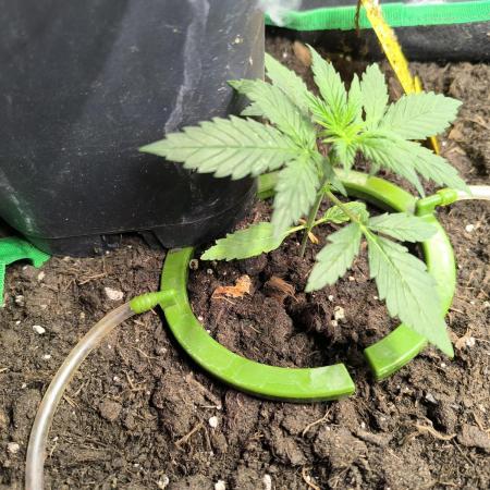 MilkyWay F1 Samen Ableger 2.te  Versuch