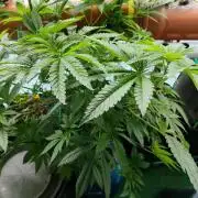 Outdoor Skyblood  in DWC