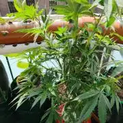 Outdoor Skyblood  in DWC