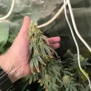 MilkyWay F1 Samen Ableger 2.te  Versuch