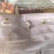 Outdoor Skyblood  in DWC