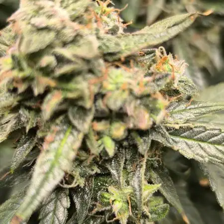 3Autos