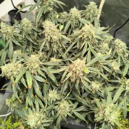 3Autos