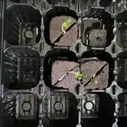 Outdoor Skyblood  in DWC