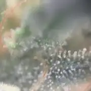 MilkyWay F1 Samen Ableger 2.te  Versuch