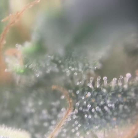 MilkyWay F1 Samen Ableger 2.te  Versuch