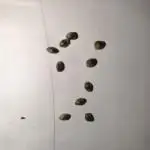 3Autos