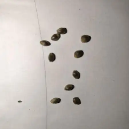 3Autos
