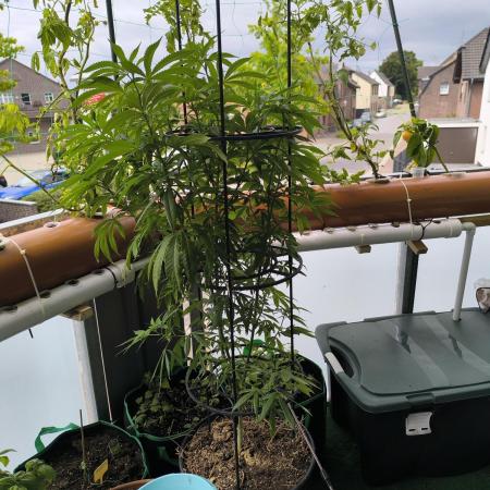 Außen 3 Pflanzen über Monate