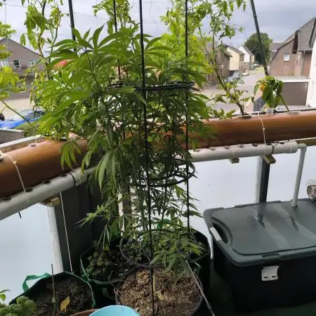 Außen 3 Pflanzen über Monate