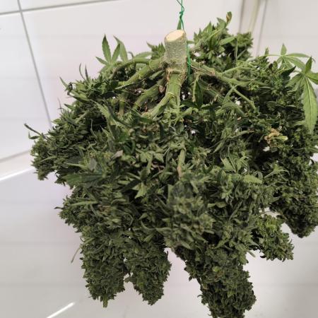 3Autos