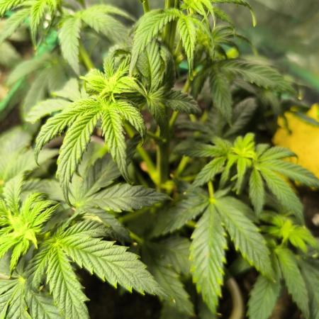 MilkyWay F1 Samen Ableger 2.te  Versuch